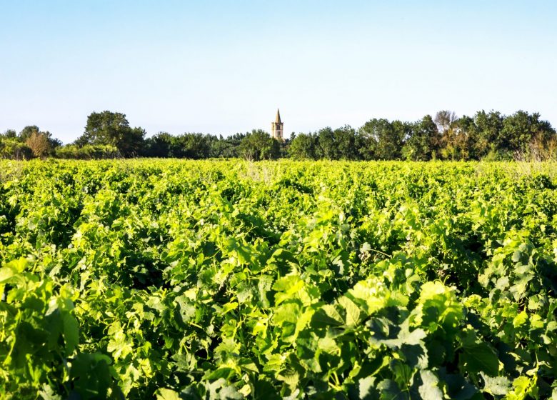 LES VIGNERONS DE SERIGNAN