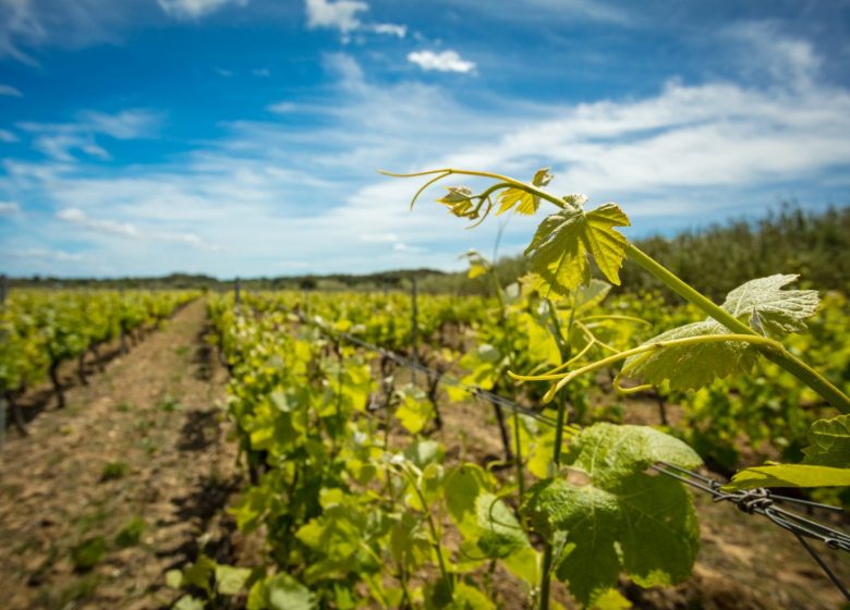 SCEA DOMAINE ST GEORGES LA GABINELLE