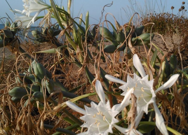 EN 1ERE LIGNE  ET ACCÈS DIRECT A LA PLAGE AU “FLOTS BLEUS” A VALRAS-PLAGE